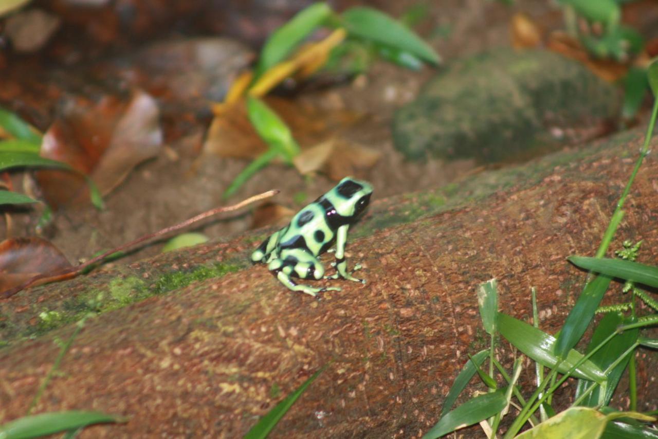 Tierra Oscura El Toucan Loco Floating Lodges المظهر الخارجي الصورة