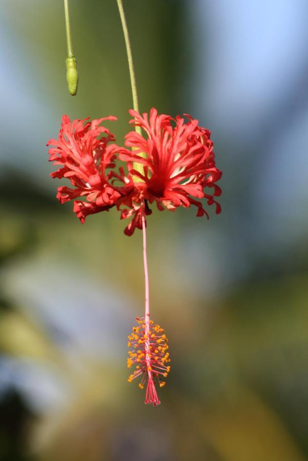 Tierra Oscura El Toucan Loco Floating Lodges المظهر الخارجي الصورة