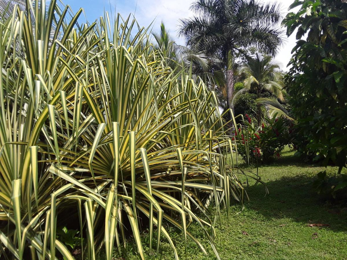 Tierra Oscura El Toucan Loco Floating Lodges المظهر الخارجي الصورة