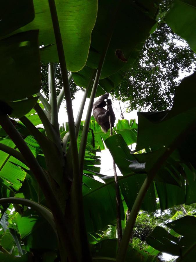 Tierra Oscura El Toucan Loco Floating Lodges المظهر الخارجي الصورة