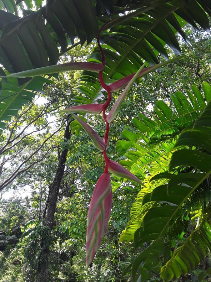 Tierra Oscura El Toucan Loco Floating Lodges المظهر الخارجي الصورة