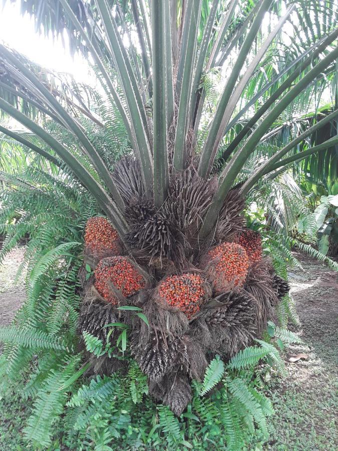 Tierra Oscura El Toucan Loco Floating Lodges المظهر الخارجي الصورة