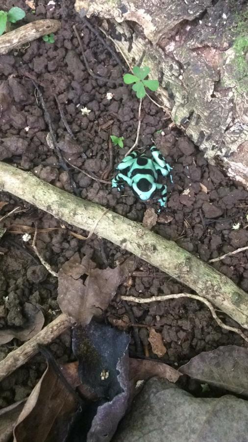 Tierra Oscura El Toucan Loco Floating Lodges المظهر الخارجي الصورة