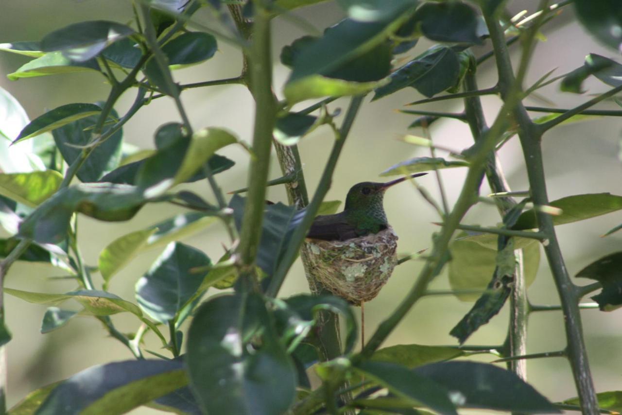 Tierra Oscura El Toucan Loco Floating Lodges المظهر الخارجي الصورة